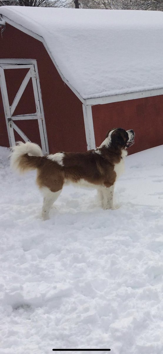 PariseRoy's tweet photo. Happy 10th birthday to my best friend #saintbernard https://t.co/UjdolwPiIN