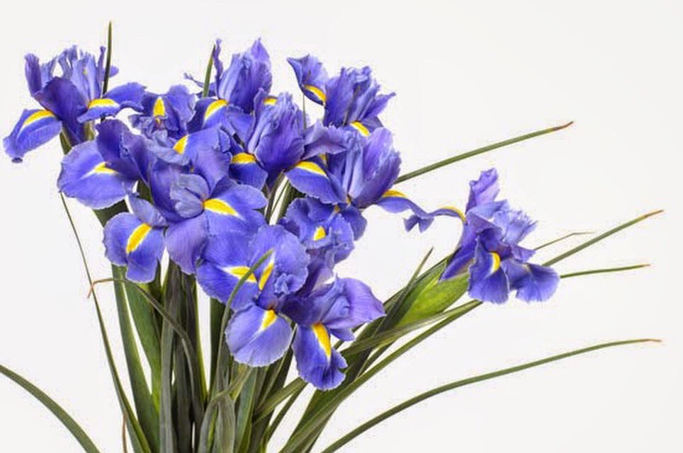 ไอริส (น.)
ดอกไม้แห่งการบอกกล่าว เอาไว้ส่งให้กันเพื่อบอกว่า ”ฉันมีอะไรจะบอกเธอ” และอีกหนึ่งความหมายที่สำคัญกับคนที่คุณเคยชอบหรือแฟนเก่าที่ได้กลับมาเจอกันว่า ”ความรู้สึกในตอนนั้นมันก่อตัวขึ้นอีกครั้ง” หรือ ”มันคงจะดีไม่น้อยเราจะกลับมาเป็นเหมือนเดิม”