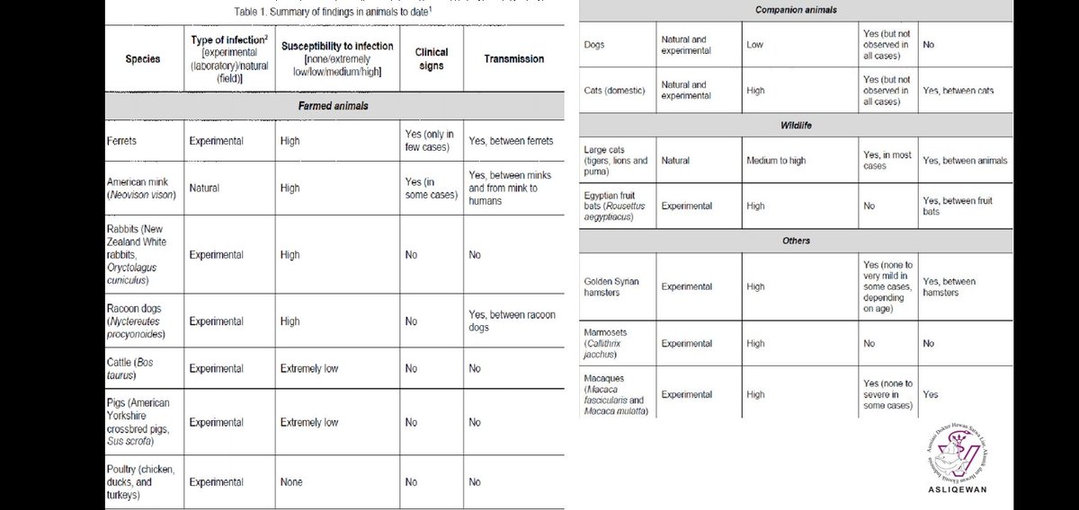 Berikut ada data hewan apa saja yg dapat tertular COVID-19 dari OIE (badan kesehatan hewan dunia~ si dunia udah mikirin ginian. Representasi endonesa entah kementrian apa)ini update september taun lalu, jadi gorilla belum ada.