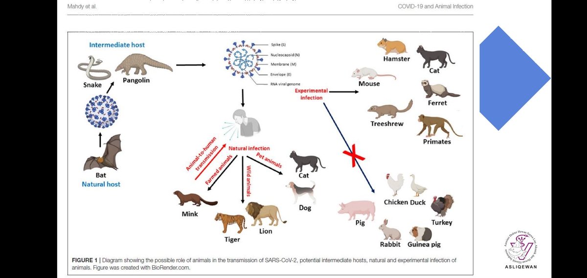 Lebih mudah lihatnya di sini, termasuk kemungkinan host awal virus dan intermediate host-nya (walaupun masih diperdebatkan banget ya yang di ular ma trenggiling).