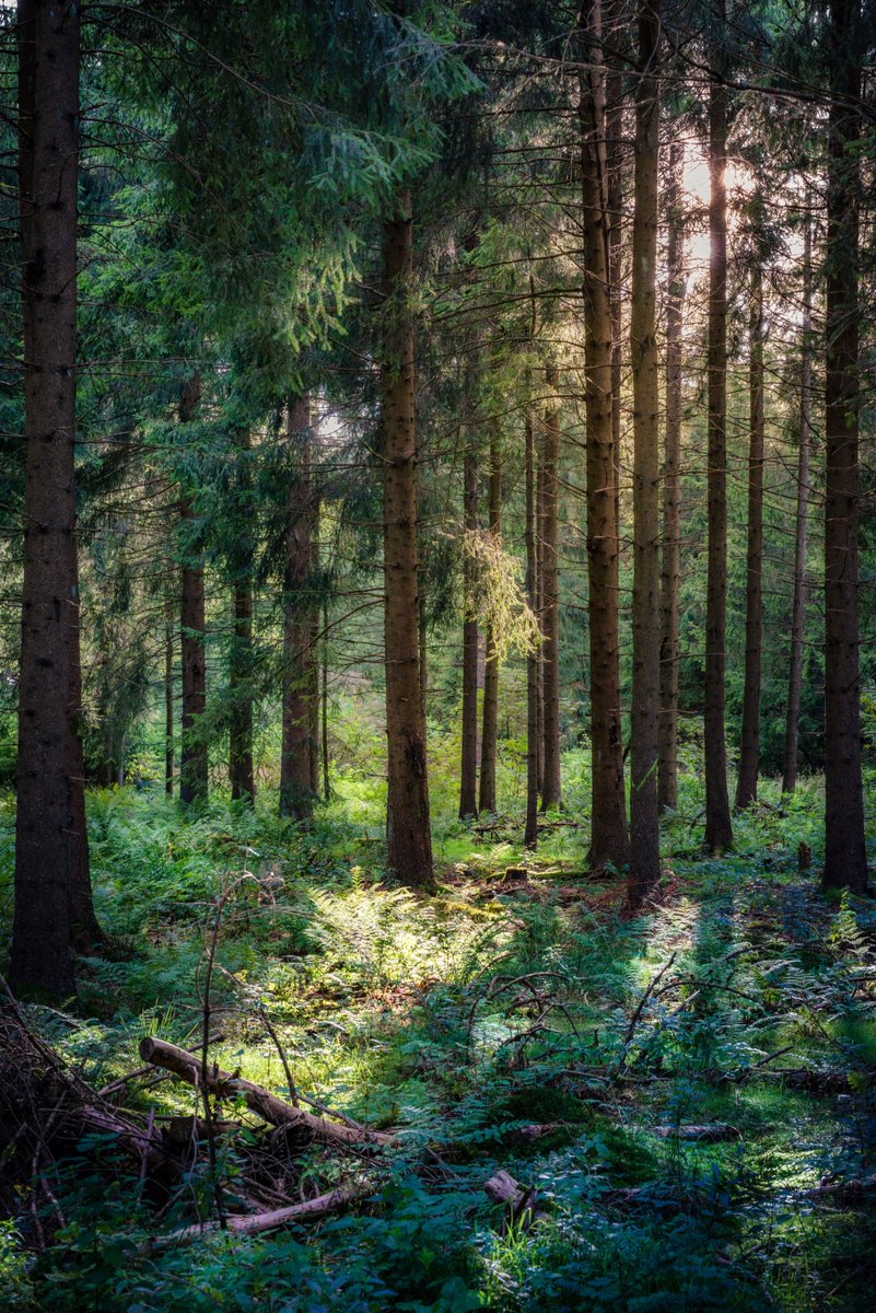 EnvEvidence's tweet photo. New CEE #SystematicReview: Are small protected habitat patches within boreal production forests effective in conserving species richness, abundance and community composition? https://t.co/gLX8WzEo9A #EnvEvidence #EvidenceSynthesis https://t.co/NR38GO9wc7