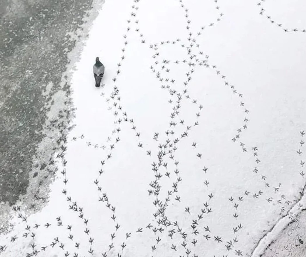 Cela fait maintenant plus d'une heure que ce pigeon se balade sous nos fenêtres dans le neige. C'est trop mignon... 😊

Quoi qu'il en soit, si passé 18 heures il n'est pas rentré, il sera verbalisé. Non mais ! #CouvreFeu