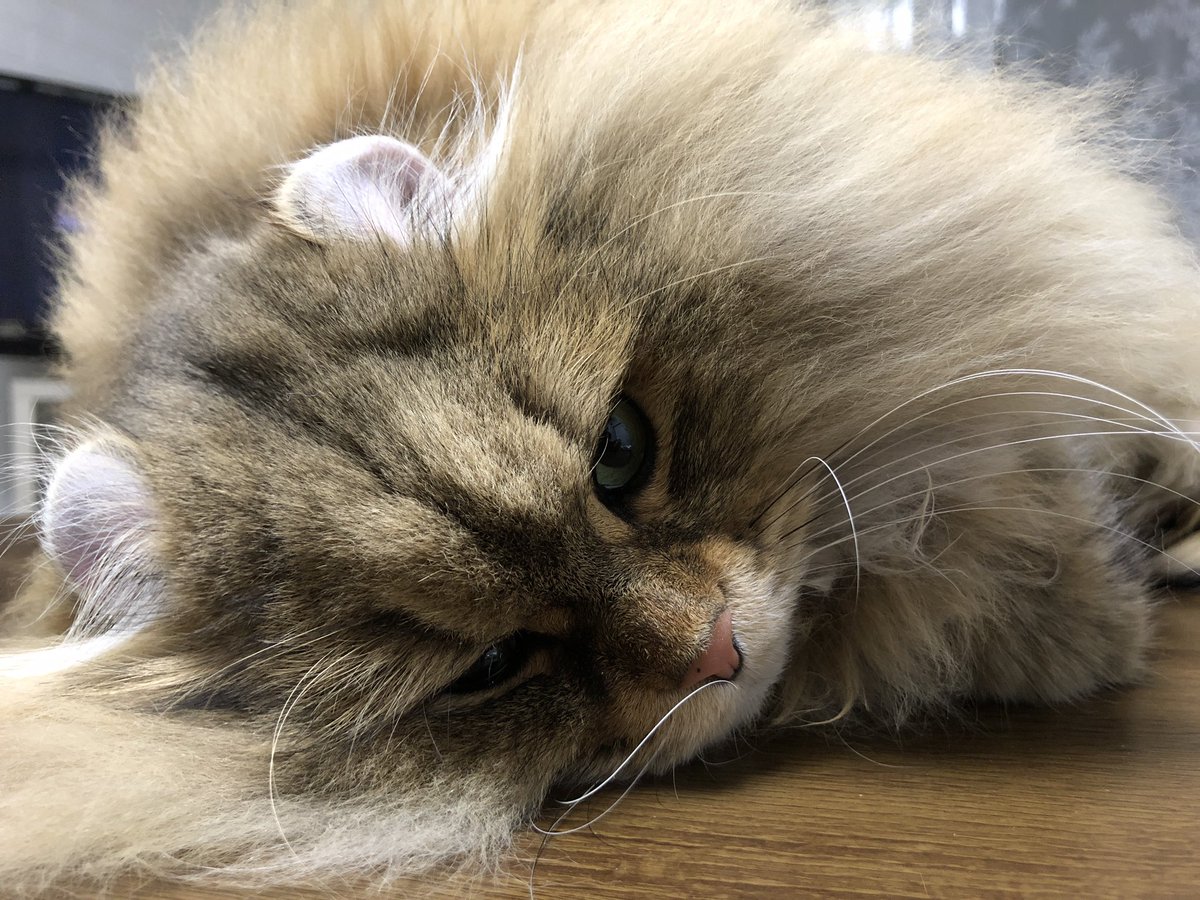 信長 Nobunaga 警戒心全く無し アメリカンカール ペルシャ猫 Americancurl Cats 三毛猫 ねこ 猫好き 子猫 Perciancat