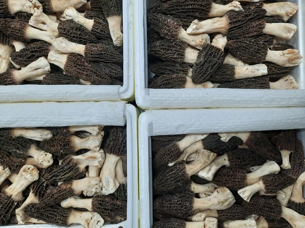agfnl's tweet photo. "Wij zijn de eerste partij die weer Chinese morilles in het assortiment heeft" @FreshMushroomEU
https://t.co/BSoEI8TbjC https://t.co/l5XiNG6uCv