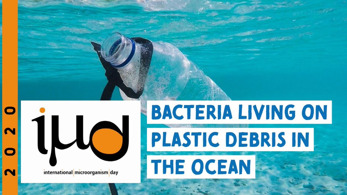 Enjoy this brilliant talk on #plastics and #microbes, by Maria Pinto, University of Vienna (Austria), during our 24-hour live stream on #InternationalMicroorganismDay: 

youtu.be/WIZyhj1W20k