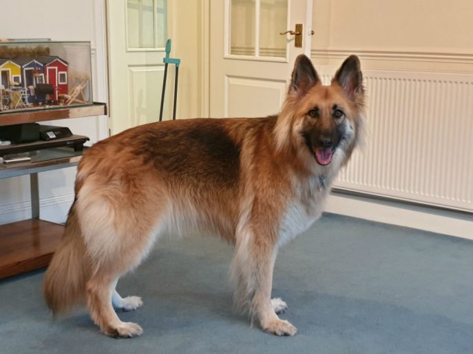 gsrescueelite's tweet photo. This pretty Lady is 4yr old Purdey and she can live with older kids, sadly Purdey is very dog reactive and he mum is struggling so needs a home with exp of this issue please 
#dogs #GermanShepherd #Hertfordshire 
https://t.co/BDx8xKoldk https://t.co/U4kIRVgigu