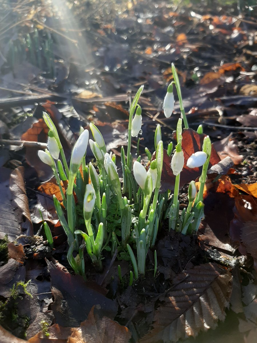 Ronan Courtney tweet media