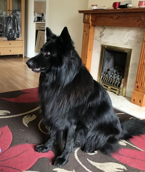 gsrescueelite's tweet photo. Charlie is 5yrs old and he is looking for a child and pet free home that has exp of working with #dogs that can be protective of their people 
#GermanShepherd #Wakefield 
https://t.co/mJSf32UDaS https://t.co/K4xGdxY3B5