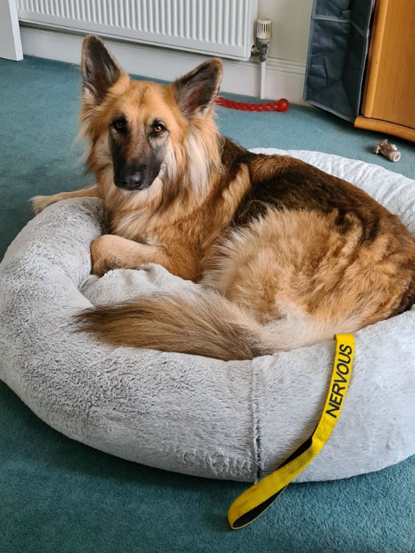 gsrescueelite's tweet photo. This pretty Lady is 4yr old Purdey and she can live with older kids, sadly Purdey is very dog reactive and he mum is struggling so needs a home with exp of this issue please 
#dogs #GermanShepherd #Hertfordshire 
https://t.co/BDx8xKoldk https://t.co/U4kIRVgigu