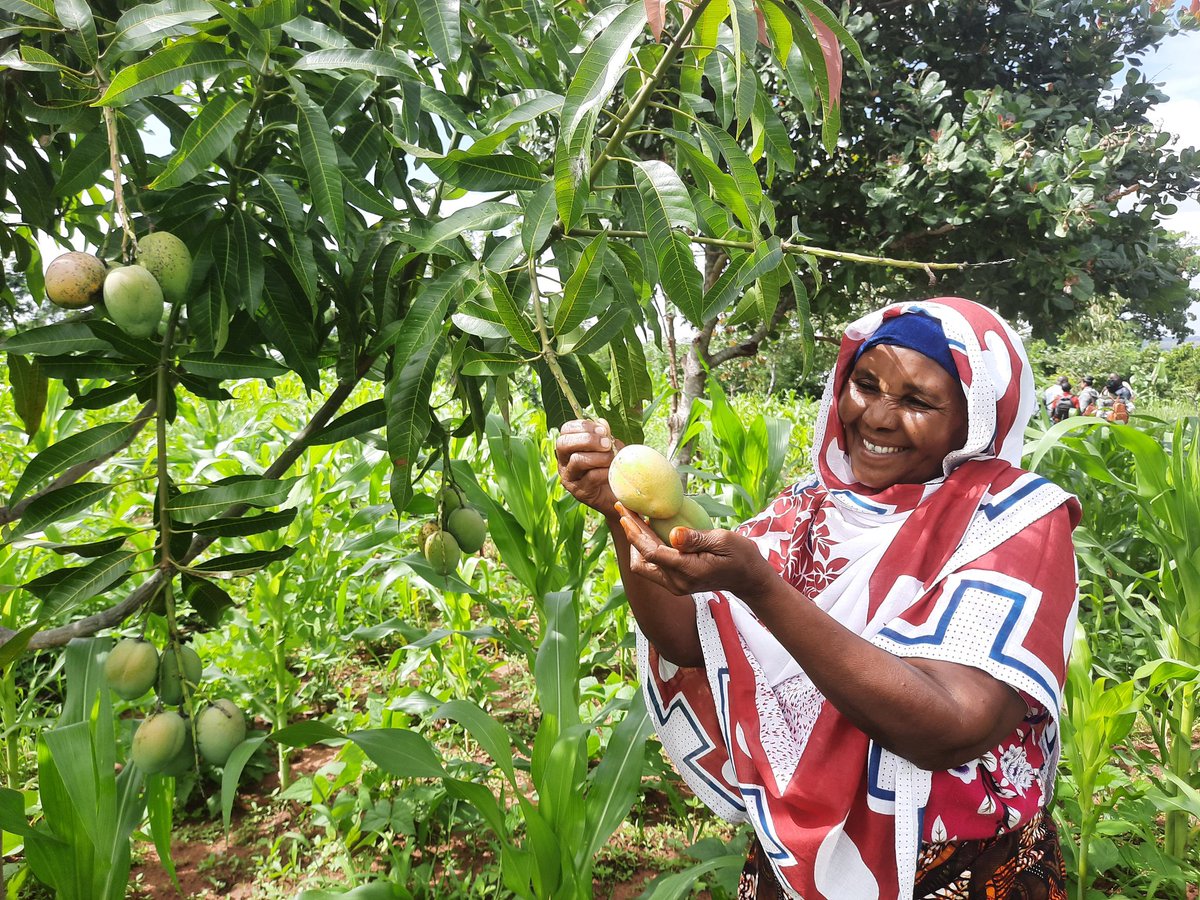 FortunatusWill2's tweet photo. Thank you very much TREES FOR THE FUTURE, now I am enjoying the fruits of the Forest Garden Approach #PlantTreesChangeLives #SingidaProgram #Tanzania @Treesftf @ForestryEngland @moodewji @john_leary @tzagriculture @rcsingida @onetreeplanted @UNEP @ICRAF https://t.co/tjn8c4DZDG