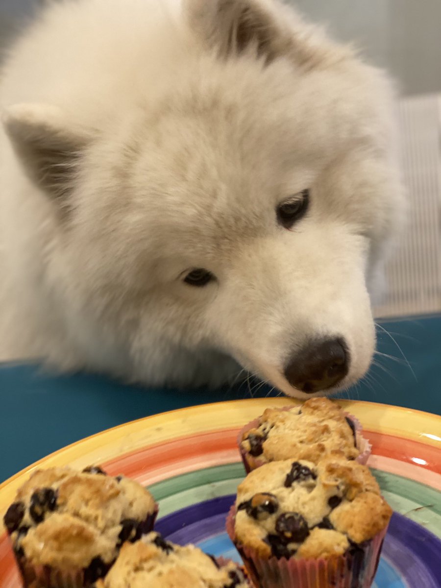 MazapanInCanada's tweet photo. Humans will not share their freshly baked blueberry muffins. 😤 We need to start #humanshaming. https://t.co/0lCAX4yabF