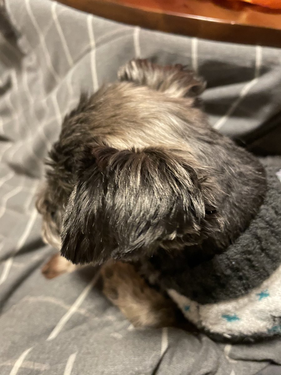 犬もこたつが好き なかざわのイラスト