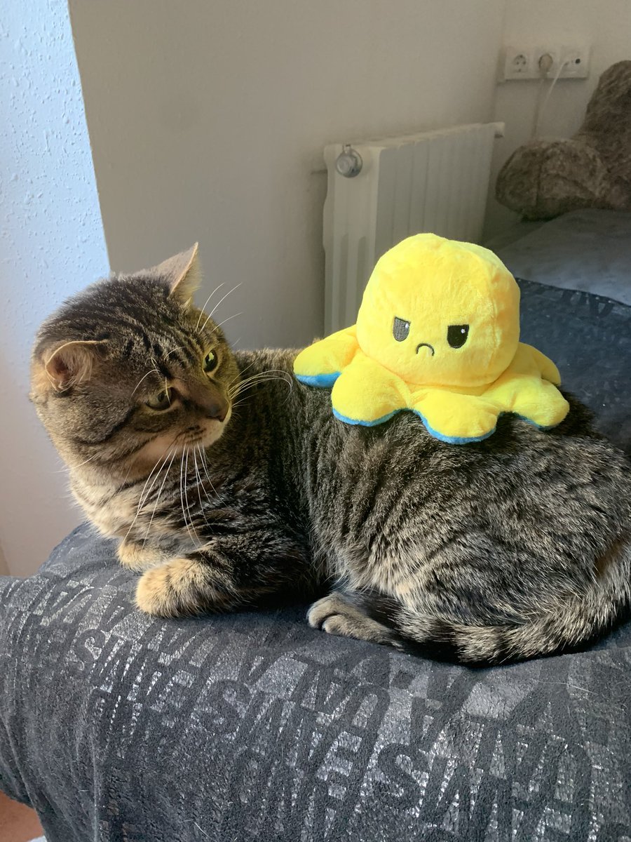 alicejulou1's tweet image. Hoy soy la chica más feliz del mundo 🥰 #pulpitos #pray4pango #happybirthdaytome @vckonko27