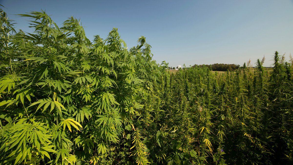 BREAKING: The U.S. Department of Agriculture just issued its final rules to regulate the hemp industry.

marijuanamoment.net/usda-releases-…