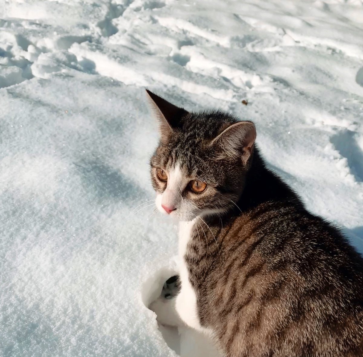 Team chien ou chat ?