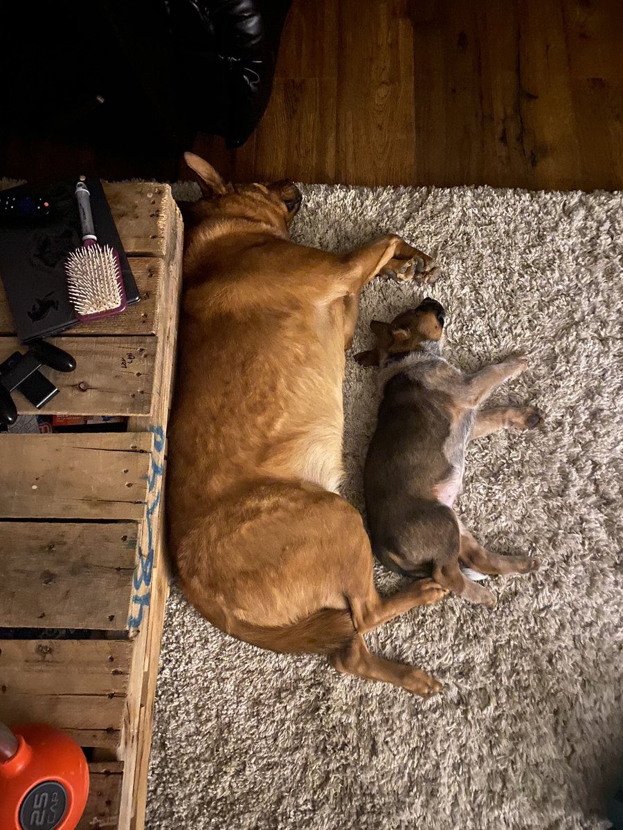 JamieKindell's tweet photo. Puppy nap https://t.co/mlcGNt0N3Y
