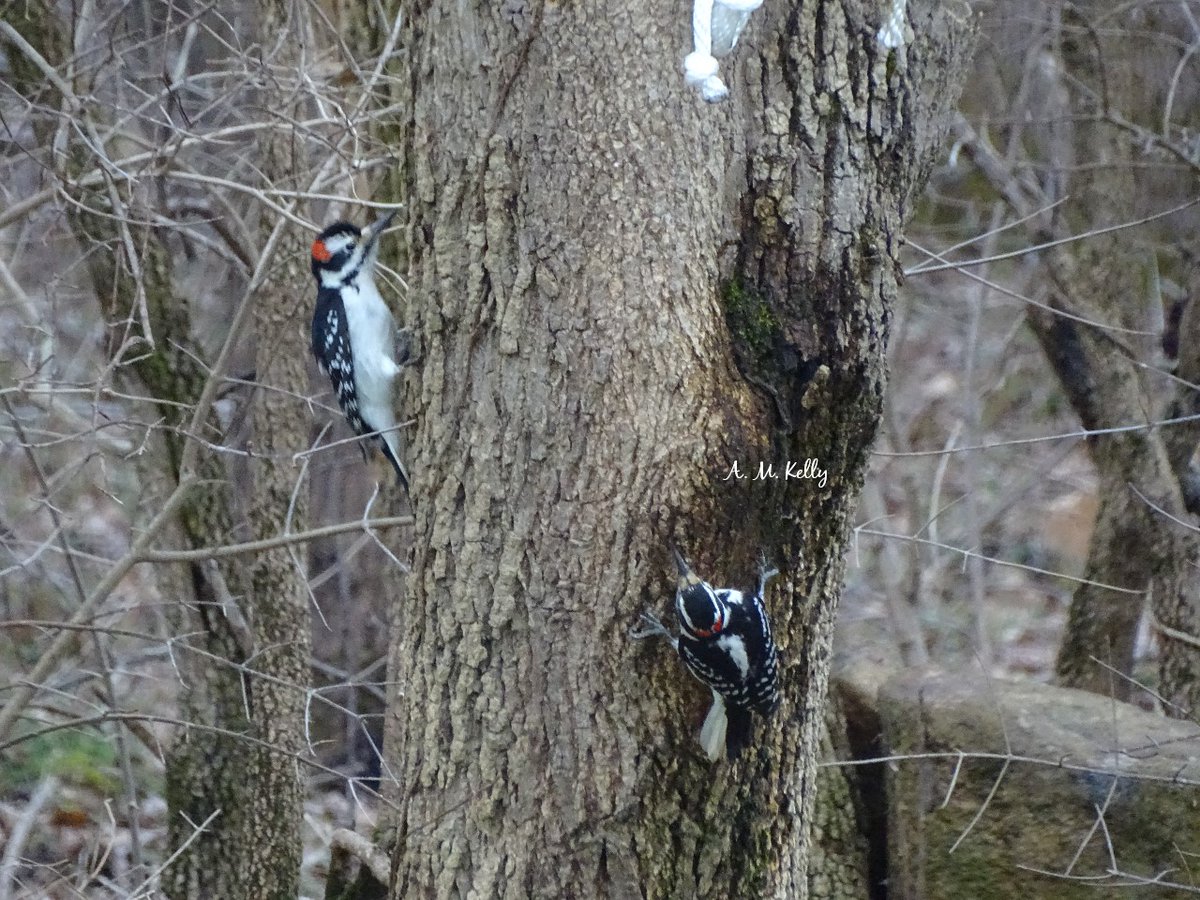 Have a lovely weekend! #surprise #hairywoodpeckers #backyard