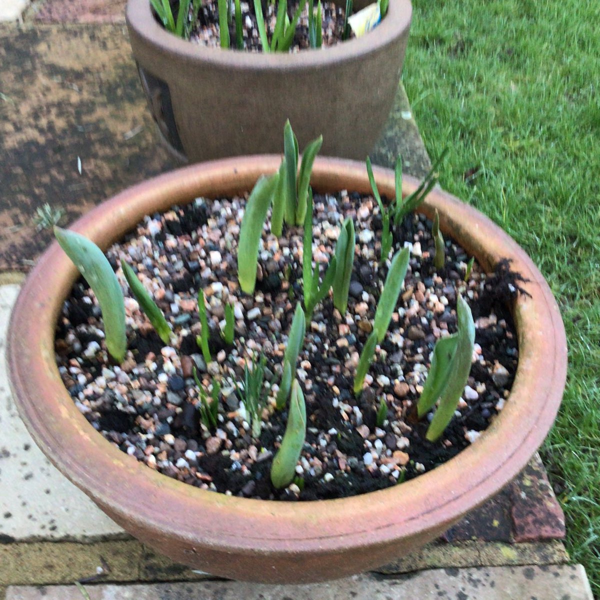 HowellsGb's tweet image. First sign of spring?