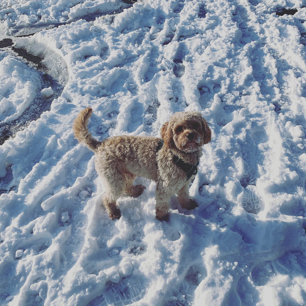 Happy Friday! If you hate the snowy weather, spare a thought for Nergal who LOVES it 🐶
