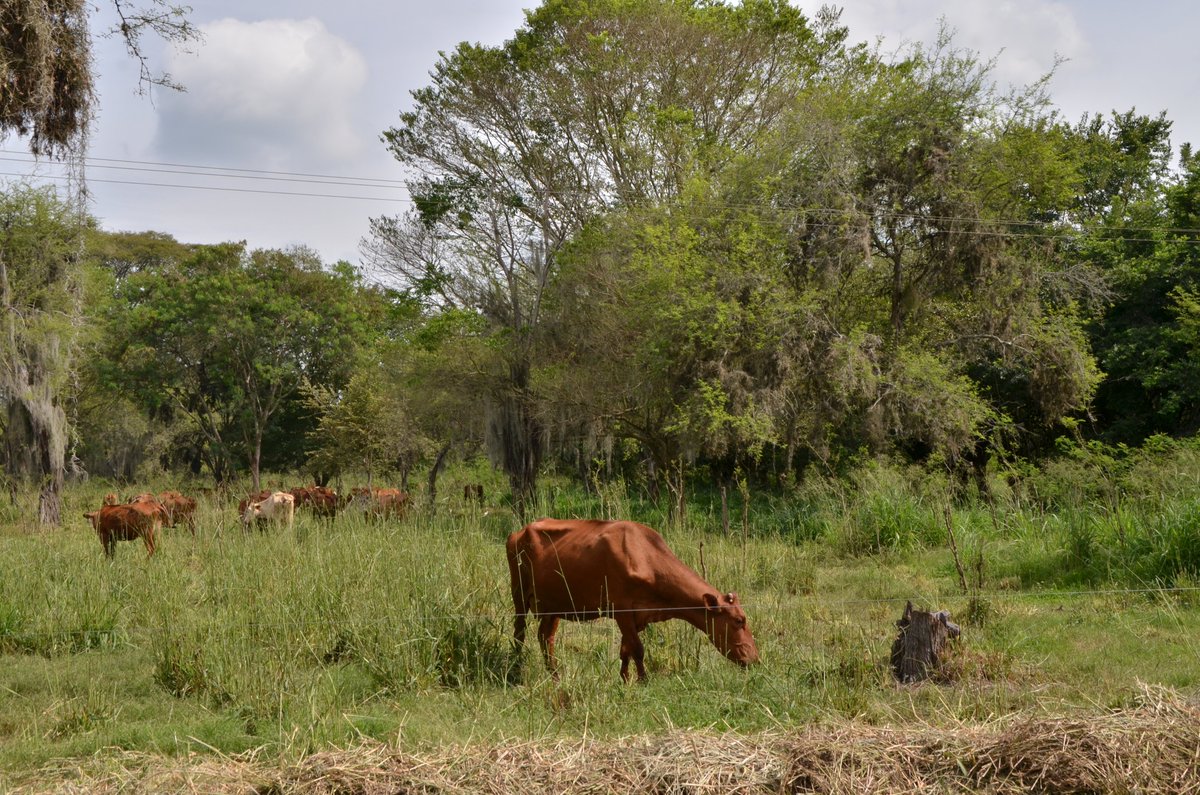 Kessler Laboratory (@kessler_lab) on Twitter photo New paper on human-mediated land use change and its effects on plant interactions. researchgate.net/publication/34… New paper on human-mediated land use change and its effects on plant interactions. researchgate.net/publication/34…