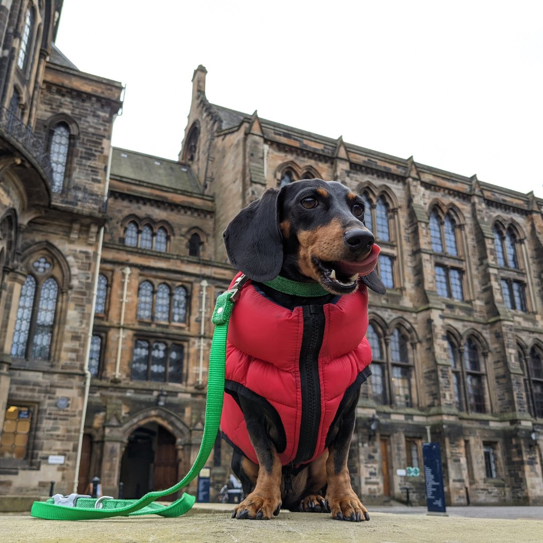 Check out Mildred modelling our signature red puffer jacket and green herringbone collar with matching lead! 

#HugoAndHudson #DogCoat #DogJacket #PetAccessories #DogLead #DogCollar #DogWalk #DogPhotography #London