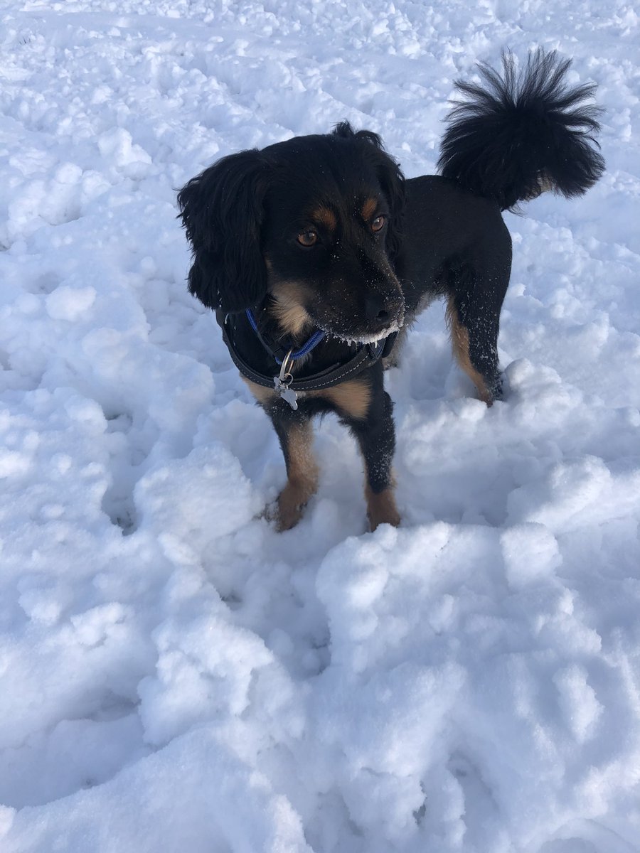 MissHRosenberg1's tweet photo. Getting a bit of fresh air this afternoon ❄️⛄️🐶@church_prim @year5church #physicalactivitychallenge #freshair #wellbeing #snowday #dogwalk https://t.co/YM3IOt1BhQ