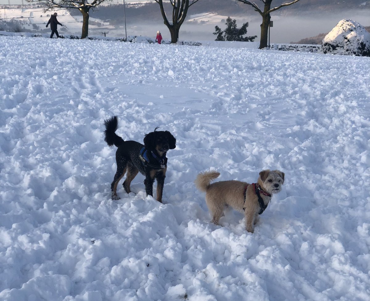 MissHRosenberg1's tweet photo. Getting a bit of fresh air this afternoon ❄️⛄️🐶@church_prim @year5church #physicalactivitychallenge #freshair #wellbeing #snowday #dogwalk https://t.co/YM3IOt1BhQ