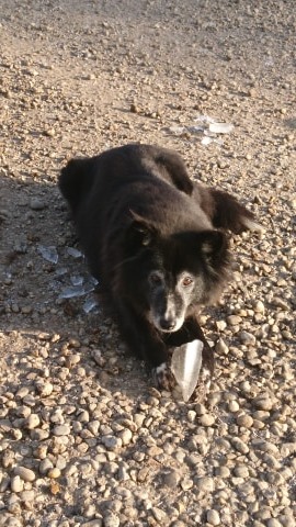 FBB / La vie de nos 3 refuges et des animaux 🏡 tweet media