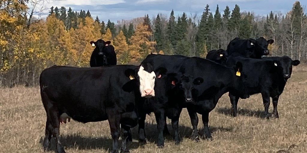 #WLPIP policy holders can settle for a portion of their total insured weight prior to policy expiration. Contact your MASC office to learn more. bit.ly/MASC_Contact #BeefProducers