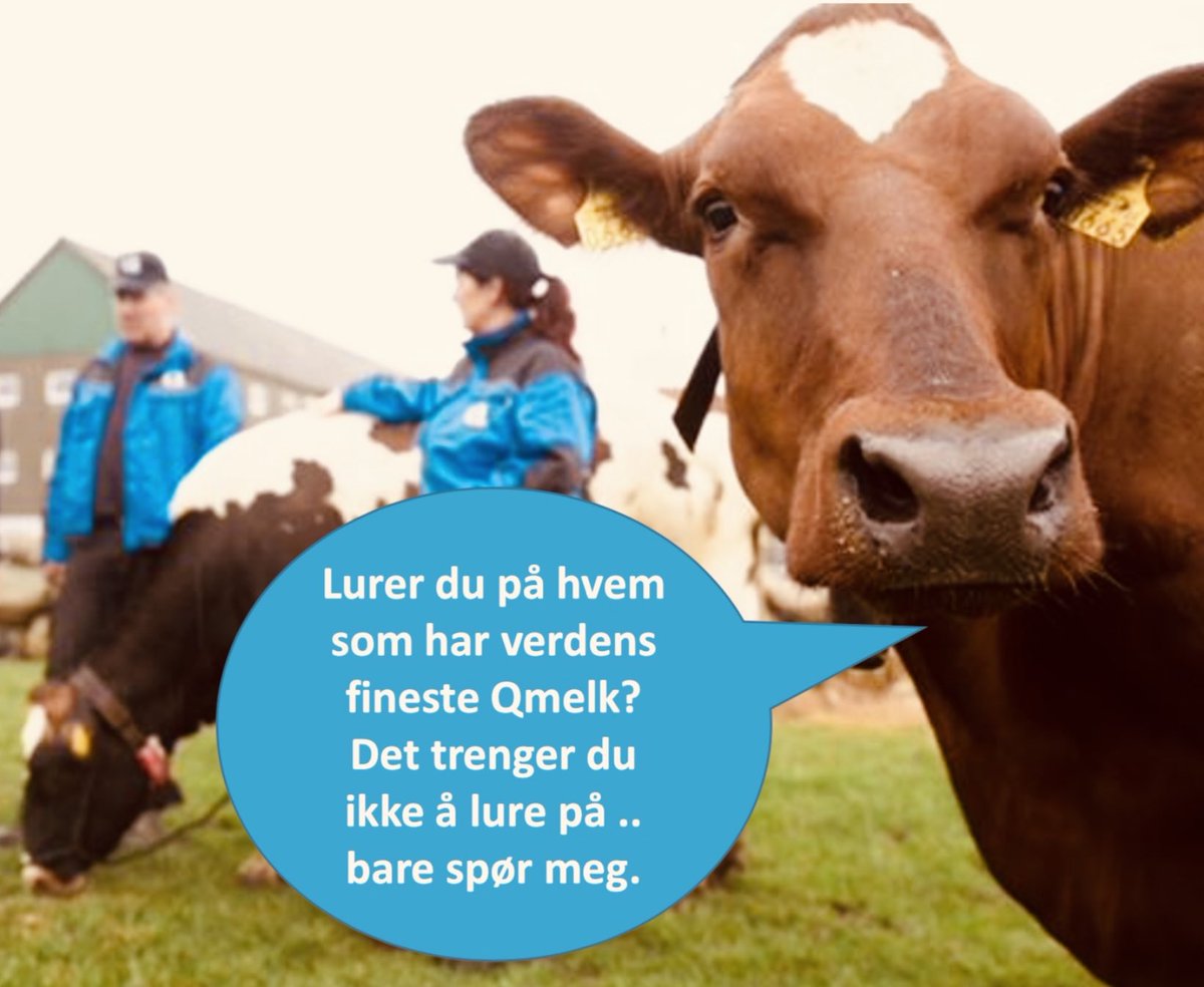 Kan Quuer reklamere? Ja, Quueer kan det. Gå inn på q-meieriene.no/q-gaarden og bli kjent med Quuene i markedsavdelingen vår. På Q gården kan du se filmer fra og om våre Quuuer. #goddyrevelferd