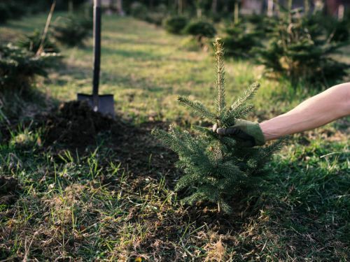 Astuces pour re-planter votre sapin de Noël et maximiser ses chances de reprise ! buff.ly/399vFbO