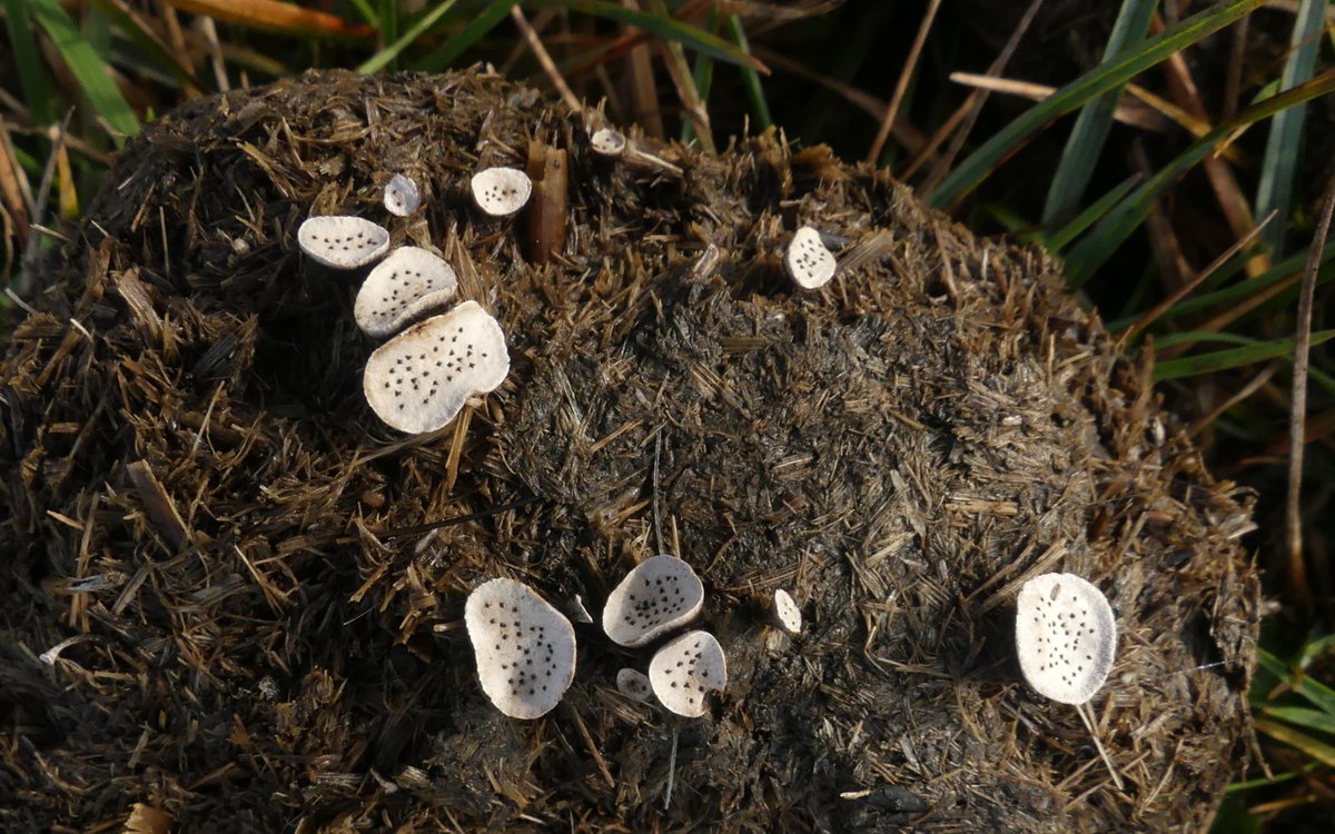 Bob Chapman tweet media