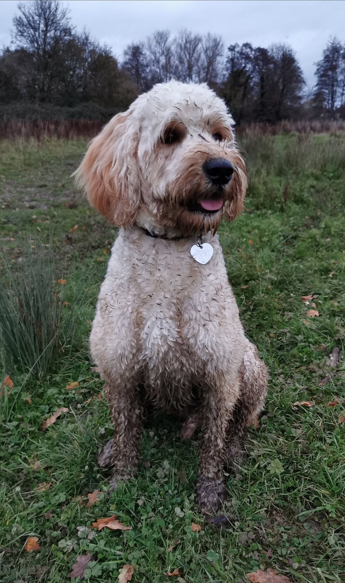 AbiStone8's tweet photo. My walking buddy and I have just hit the 30 mile mark on the #CouchToCollinsHouse I'm loving the fresh air and scenery, Teddy loves the mud! https://t.co/qF3xcYaiNM