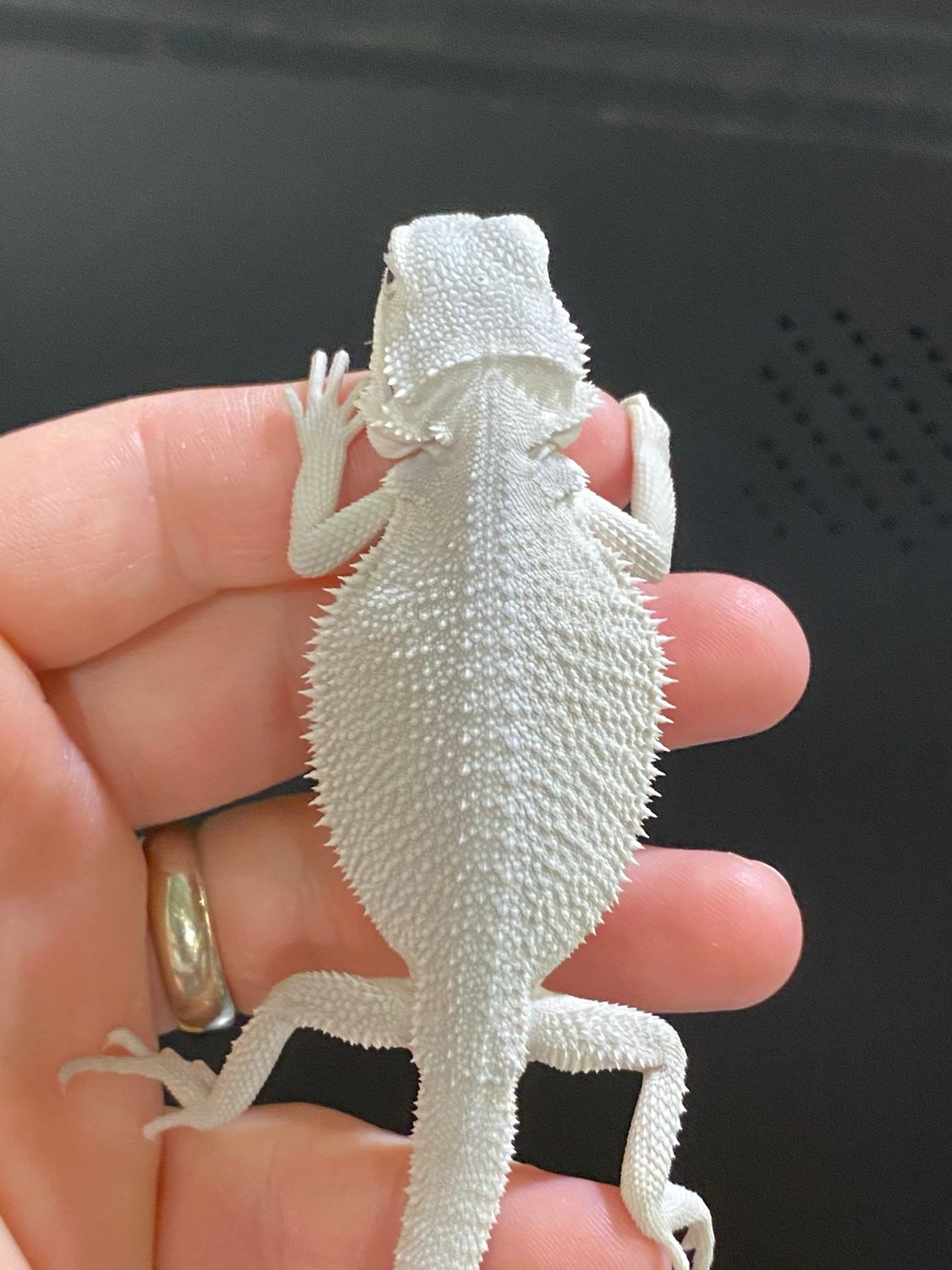 Mango the Bearded Dragon - Alexandria Living Magazine