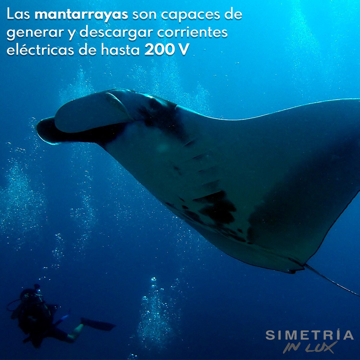 Simetria_In_Lux's tweet photo. ¿Sabías esto sobre las #mantarrayas? 🌊🤓 https://t.co/qsKaxB64EG