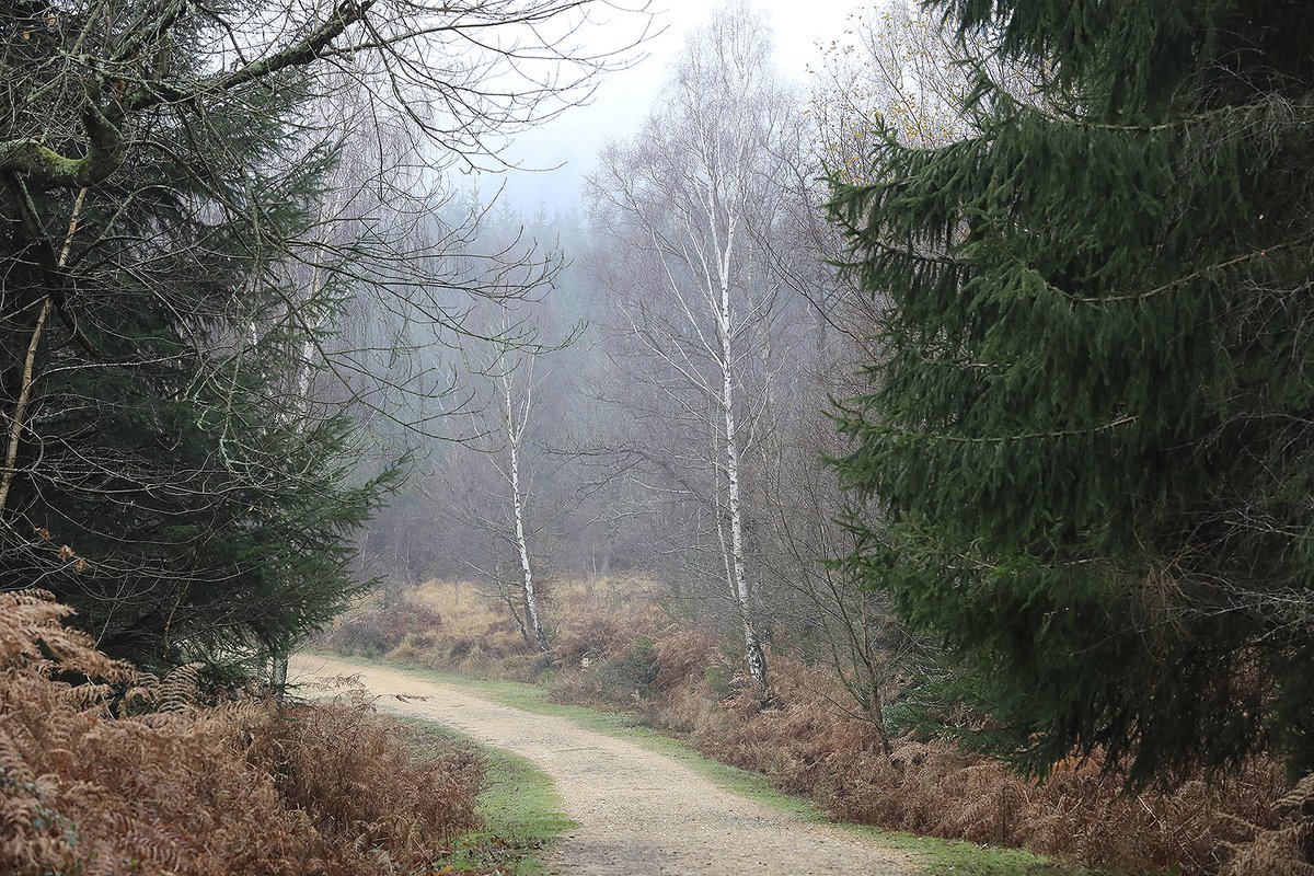 If you’re on your daily local bike ride please make sure you stick to waymarked cycle routes in the #NewForest. With emergency services under such intense pressure, please only cycle on routes you know &amp; that are well within your ability level: 
forestryengland.uk/new-forest/cyc…

#Cycling