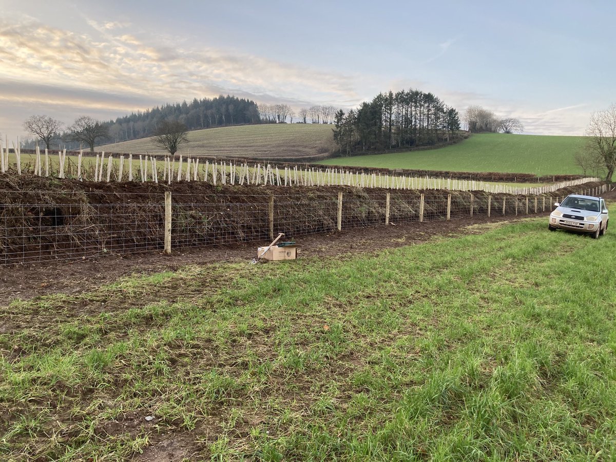 First 500 of 4000 trees going in this winter