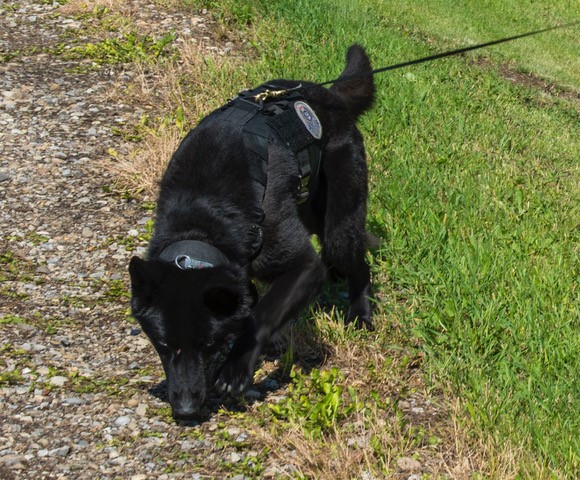 Edmonton Police tweet media