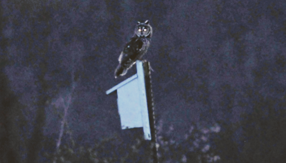 SierraClubCT's tweet photo. Will @GovNedLamont, @CTDEEPNews and Commissioner Katie Dykes protect the environment or fossil fuels? The #KillinglyPipeline will go right through the home of the endangered Long-eared owl! NO to the #Killingly pipeline https://t.co/7Xs5JFUGwL