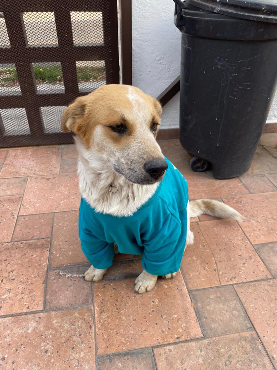 MiaNoTuya's tweet photo. Este pequeño está perdido y asustado sin sus dueños, que seguro lo están buscando. Fue encontrado por la Glorieta de Vaqueritos. 
RT hasta que el dueño sepa que su bebé está a salvo y lo recupere. 
Info con @AnnaLau12 https://t.co/ppHth3RxP0