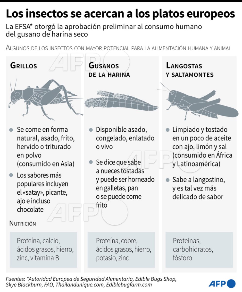 AFPespanol's tweet photo. La UE dio luz verde preliminar esta semana al consumo del gusano de harina seco, abriendo así el camino para la comercialización de insectos comestibles.

Estos son algunos de los insectos con mayor potencial para la alimentación humana y animal #AFP https://t.co/XT5JFVh5IE