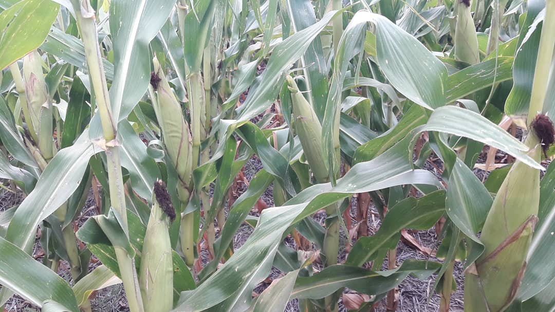 pampa_gringa's tweet photo. 🌽P1815YHR💪 Intrasect.
Ideal para siembras tempranas de alto y medio potencial de rendimiento.
Disponible en las tecnologías #Leptra, #Intrasect y #RoundupReady2.
Lote a 35 cm de espaciamento 66700 pl/ha a cosecha.
@pampa_gringa @PioneerSemillas
Pioneer, #HechoParaCrecer https://t.co/2PBarrQaJf