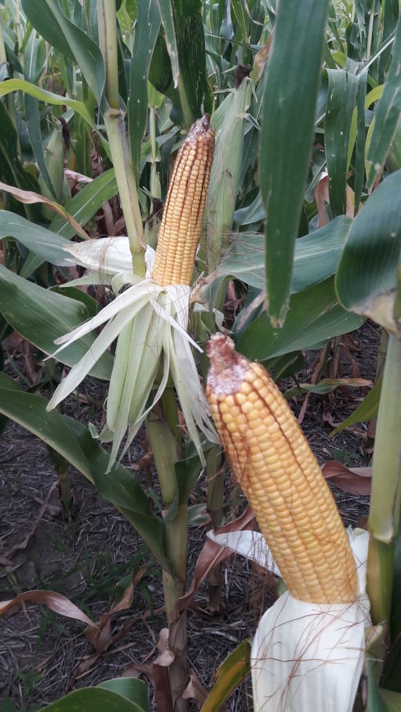 pampa_gringa's tweet photo. 🌽P1815YHR💪 Intrasect.
Ideal para siembras tempranas de alto y medio potencial de rendimiento.
Disponible en las tecnologías #Leptra, #Intrasect y #RoundupReady2.
Lote a 35 cm de espaciamento 66700 pl/ha a cosecha.
@pampa_gringa @PioneerSemillas
Pioneer, #HechoParaCrecer https://t.co/2PBarrQaJf