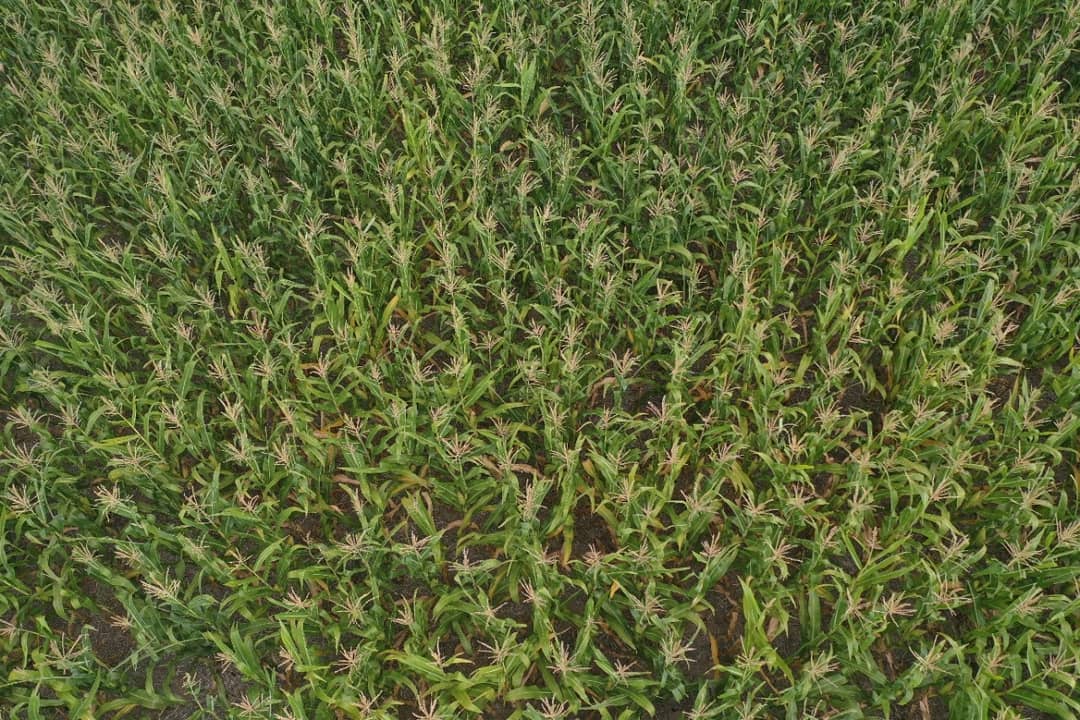 pampa_gringa's tweet photo. 🌽P1815YHR💪 Intrasect.
Ideal para siembras tempranas de alto y medio potencial de rendimiento.
Disponible en las tecnologías #Leptra, #Intrasect y #RoundupReady2.
Lote a 35 cm de espaciamento 66700 pl/ha a cosecha.
@pampa_gringa @PioneerSemillas
Pioneer, #HechoParaCrecer https://t.co/2PBarrQaJf