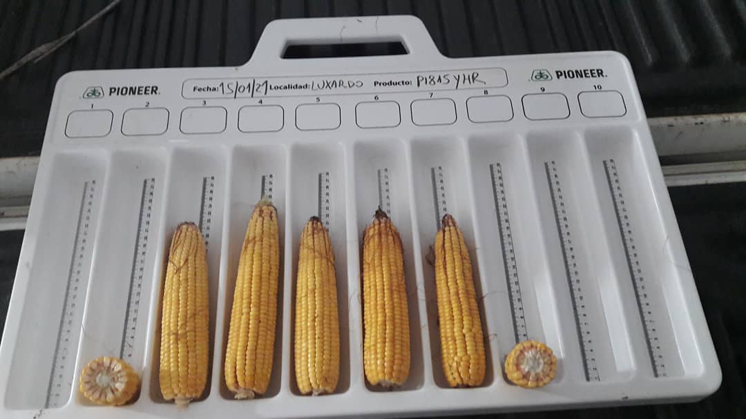 pampa_gringa's tweet photo. 🌽P1815YHR💪 Intrasect.
Ideal para siembras tempranas de alto y medio potencial de rendimiento.
Disponible en las tecnologías #Leptra, #Intrasect y #RoundupReady2.
Lote a 35 cm de espaciamento 66700 pl/ha a cosecha.
@pampa_gringa @PioneerSemillas
Pioneer, #HechoParaCrecer https://t.co/2PBarrQaJf