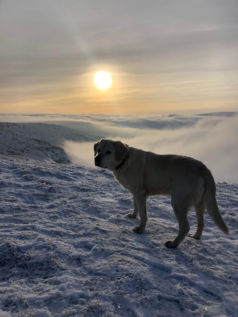 JonMitchellTV's tweet photo. Here's today's #weatherdog. Annie the labrador is at #Stoodley Pike above Hebden Bridge in #Calderdale West #Yorkshire. Annie knows that as that sun sets it'll get very cold and she can see there is an approaching warm front to the west bringing more snow tonight. 📸Hannah Kiddey https://t.co/zIgTalGvbM