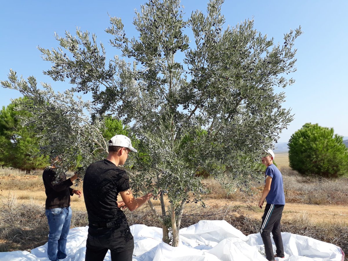 borlu_ve's tweet photo. #EğitimdeKöprübaşı tarım bölümü öğrencileri zeytin toplama https://t.co/0A1XYVSTfJ