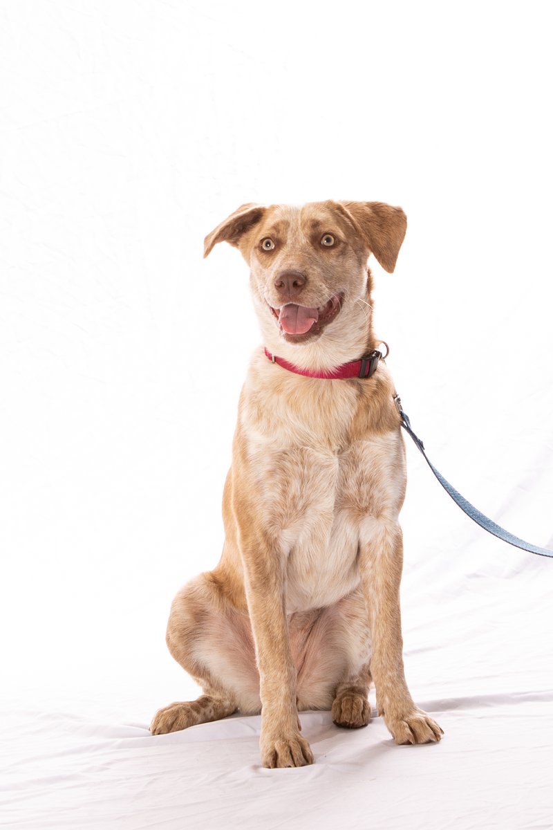 hssv's tweet photo. We at HSSV strongly believe that people and pets belong together. Luckily our friends at @petcofoundation feel the same! They are sponsoring the veterinary care we provide for pets of our unhoused community members, so we can keep bonded families together. #pfpartner https://t.co/zjgbKEraC2