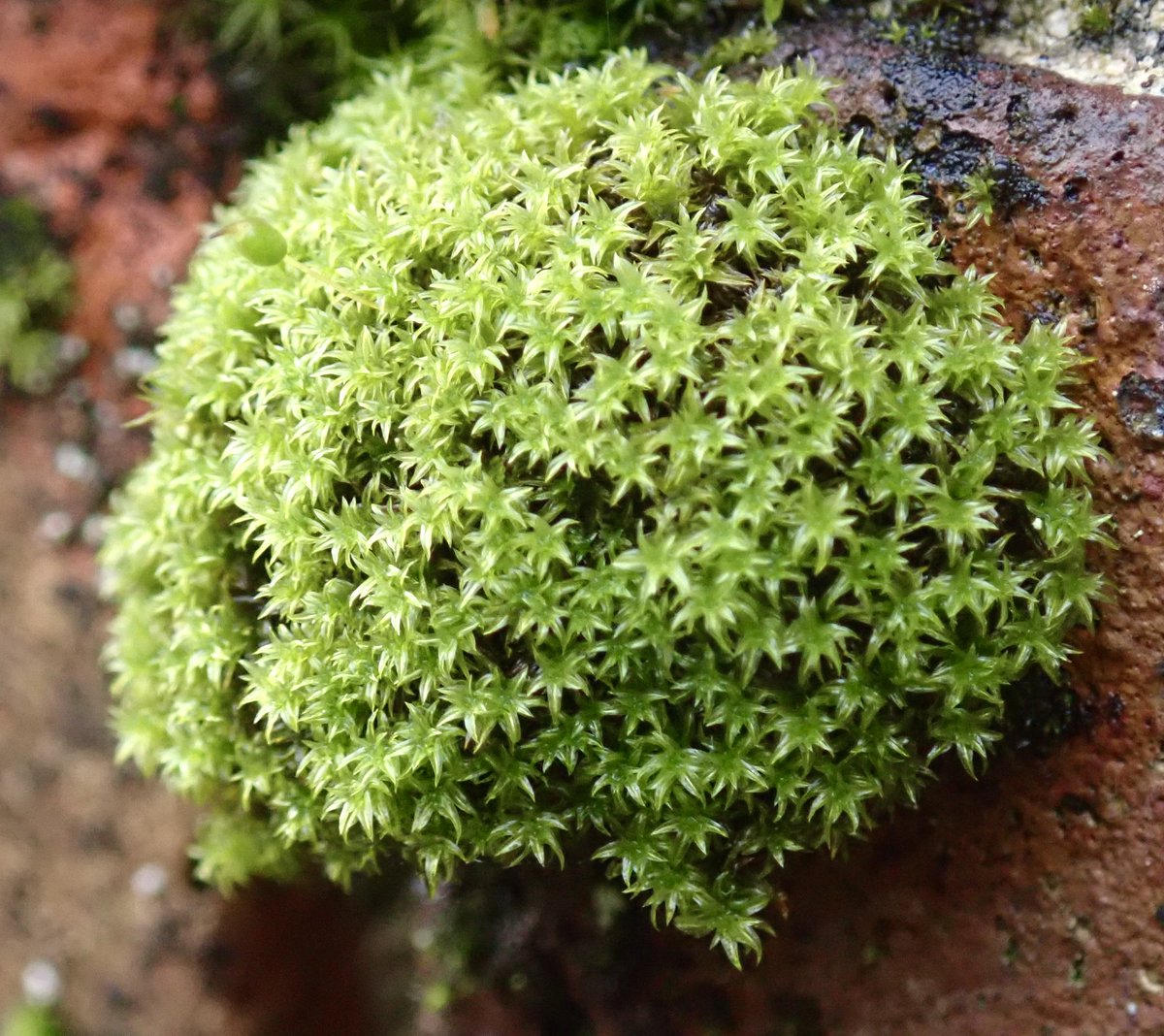 Some of the mosses, lichens and fungi I saw on my walk this afternoon. It took me over an hour to walk just 100 yards....