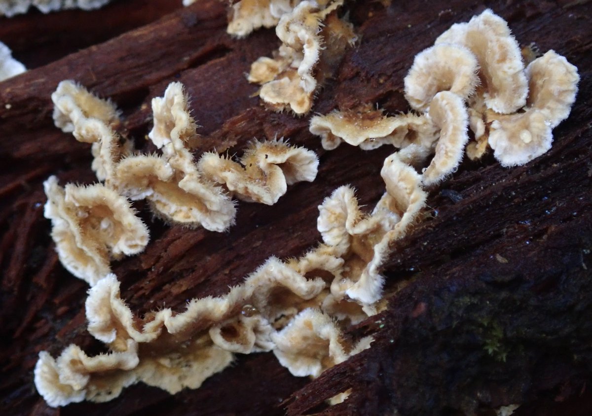Some of the mosses, lichens and fungi I saw on my walk this afternoon. It took me over an hour to walk just 100 yards....
